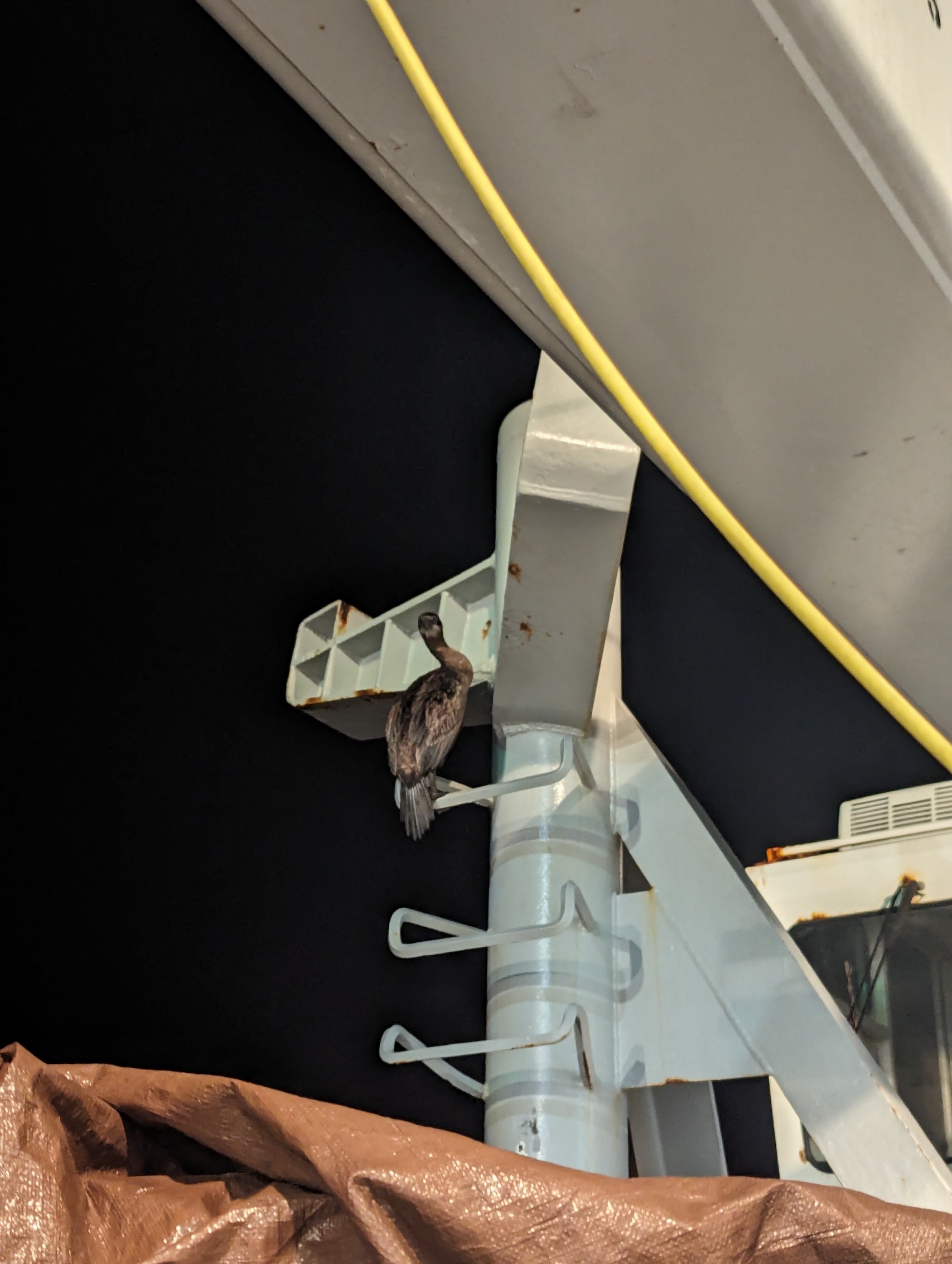 a cormorant lingering on ladder on deck