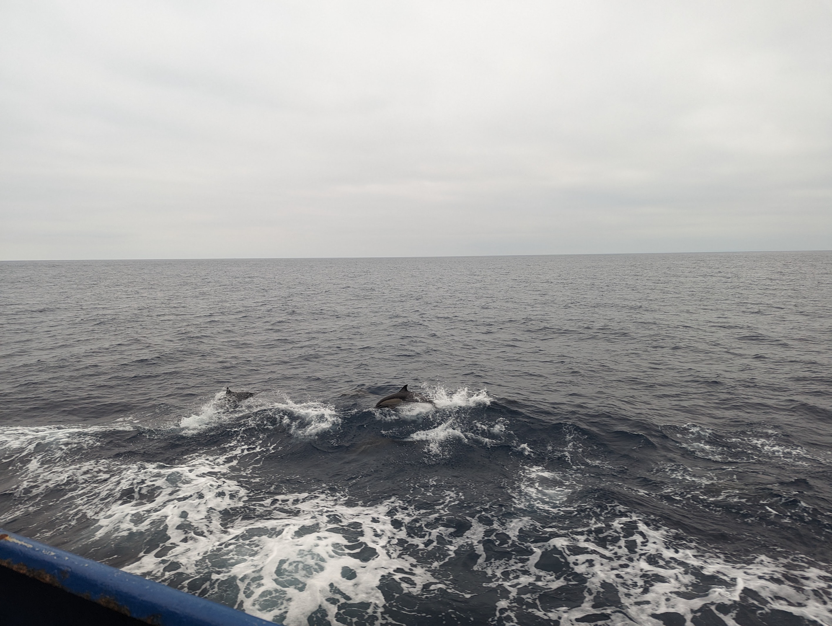 dolphins playing in the ship's wake