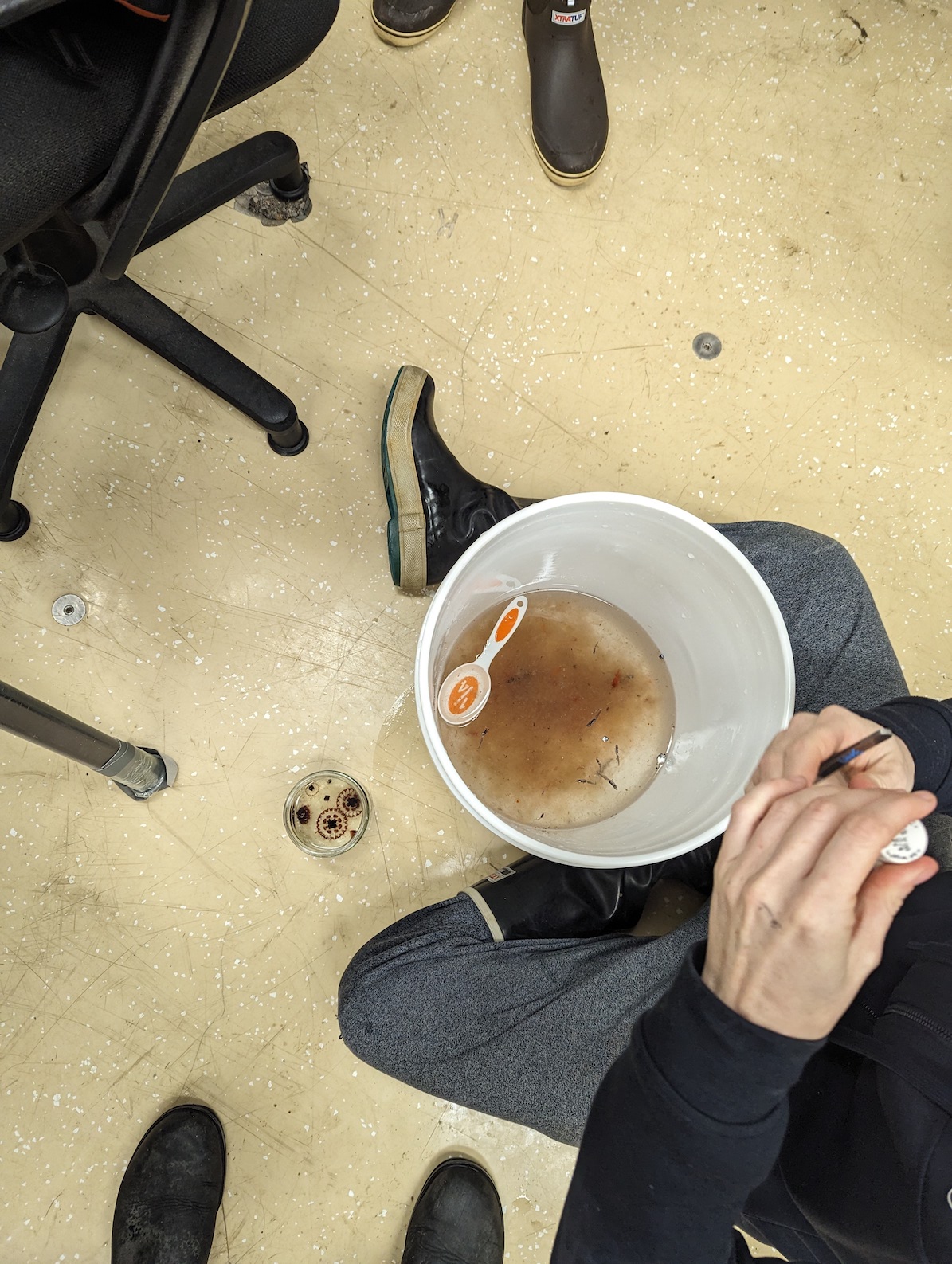 woman sitting on ground with a bucket of zooplankton, fishing out the ones she wants to study more closely