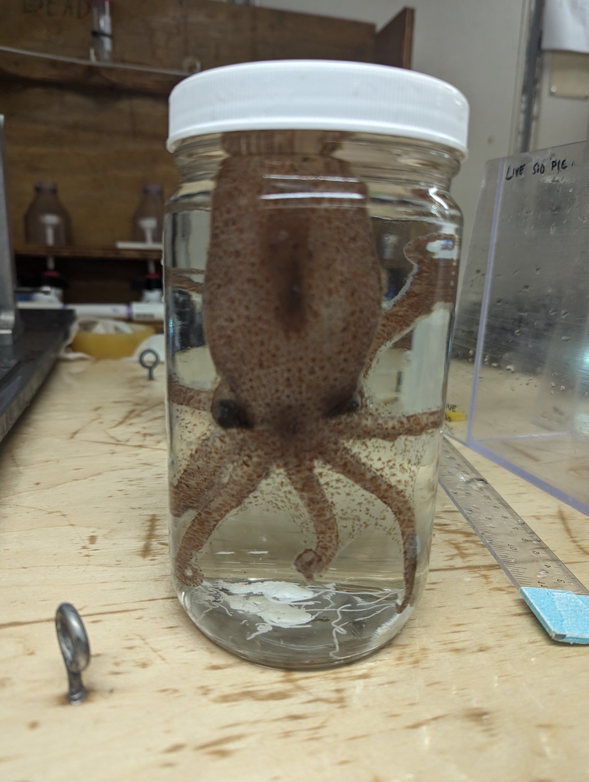 a medium-sized two-spot octopus in a glass jar