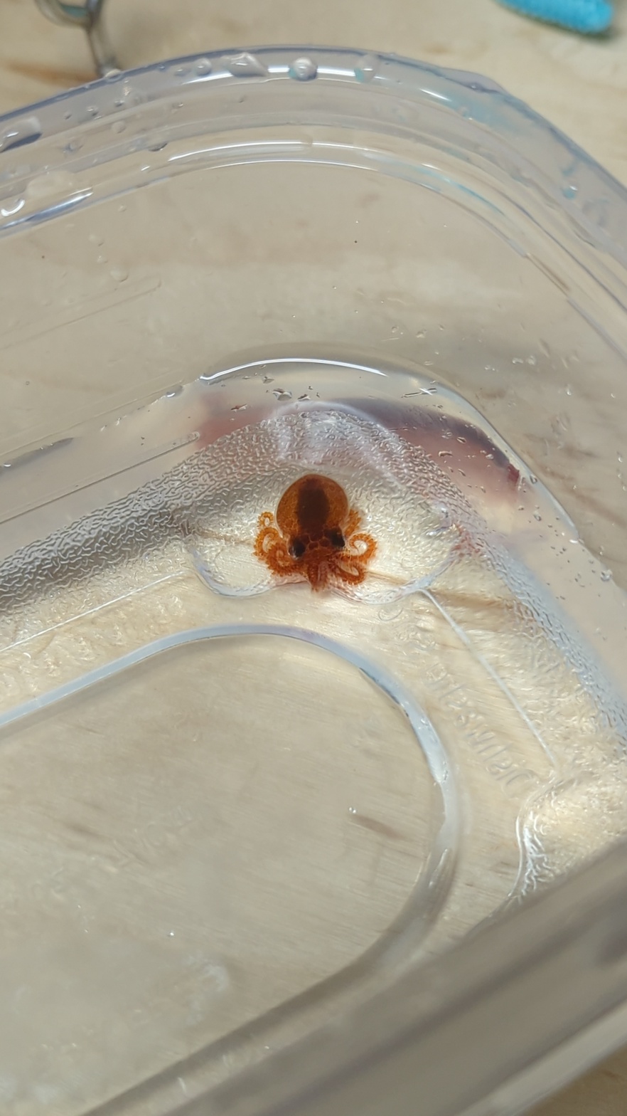 a tiny two spot octopus in a tupperware container