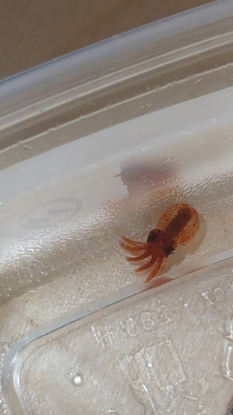 a small CA two spot hatchling octopus in a plastic tupperware