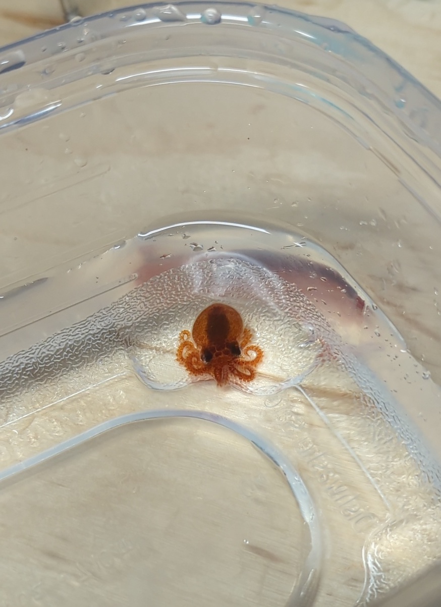 a reddish octopus hatchling in a plastic tupperware
