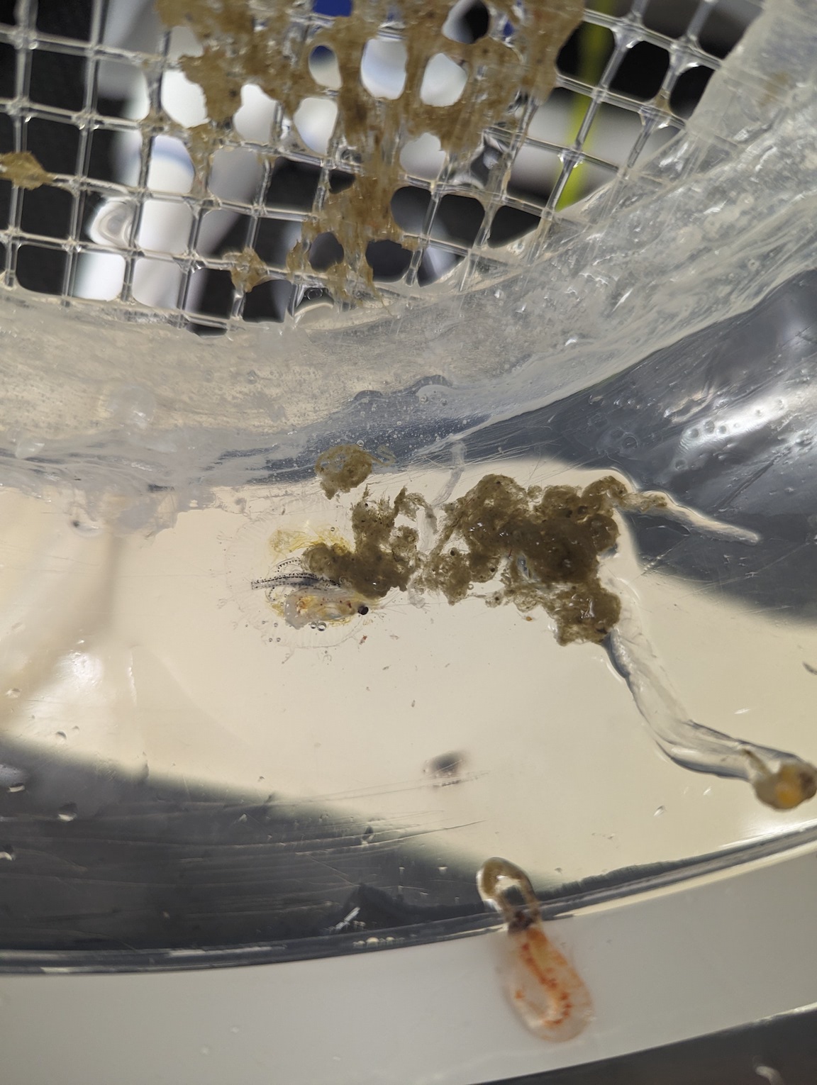 clear goo and green phytoplankton stuck in a mesh container