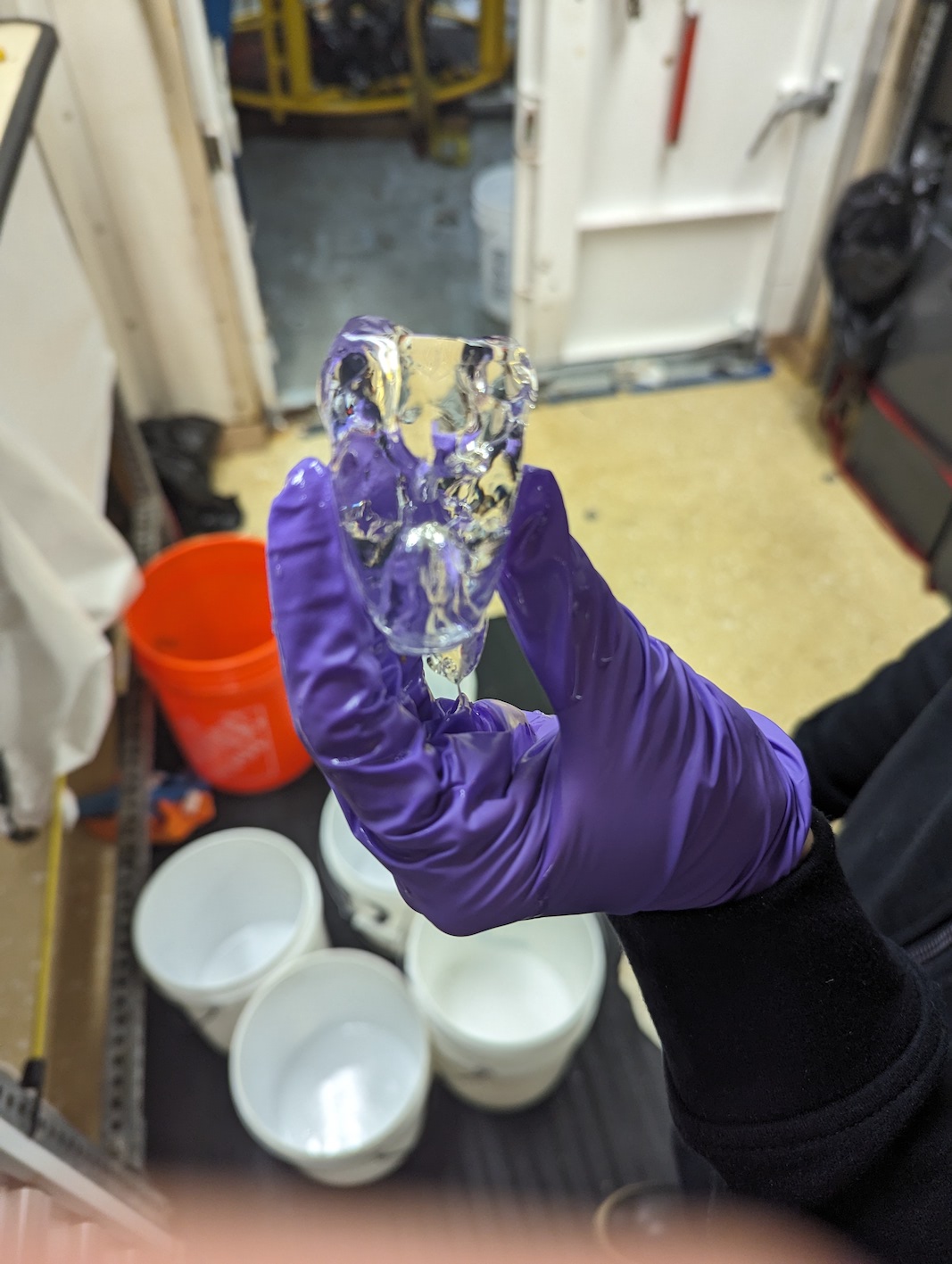 posterior nectophore bell of a siphonophore, held by hand in purple gloves