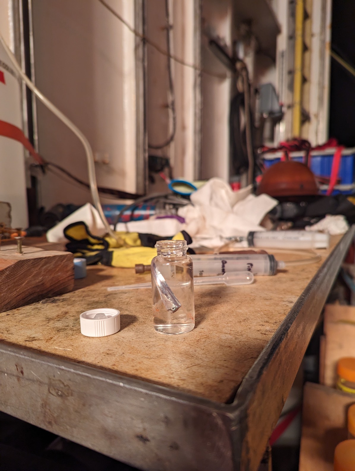 small silvery oarfish sitting in a vial on a workbench table top