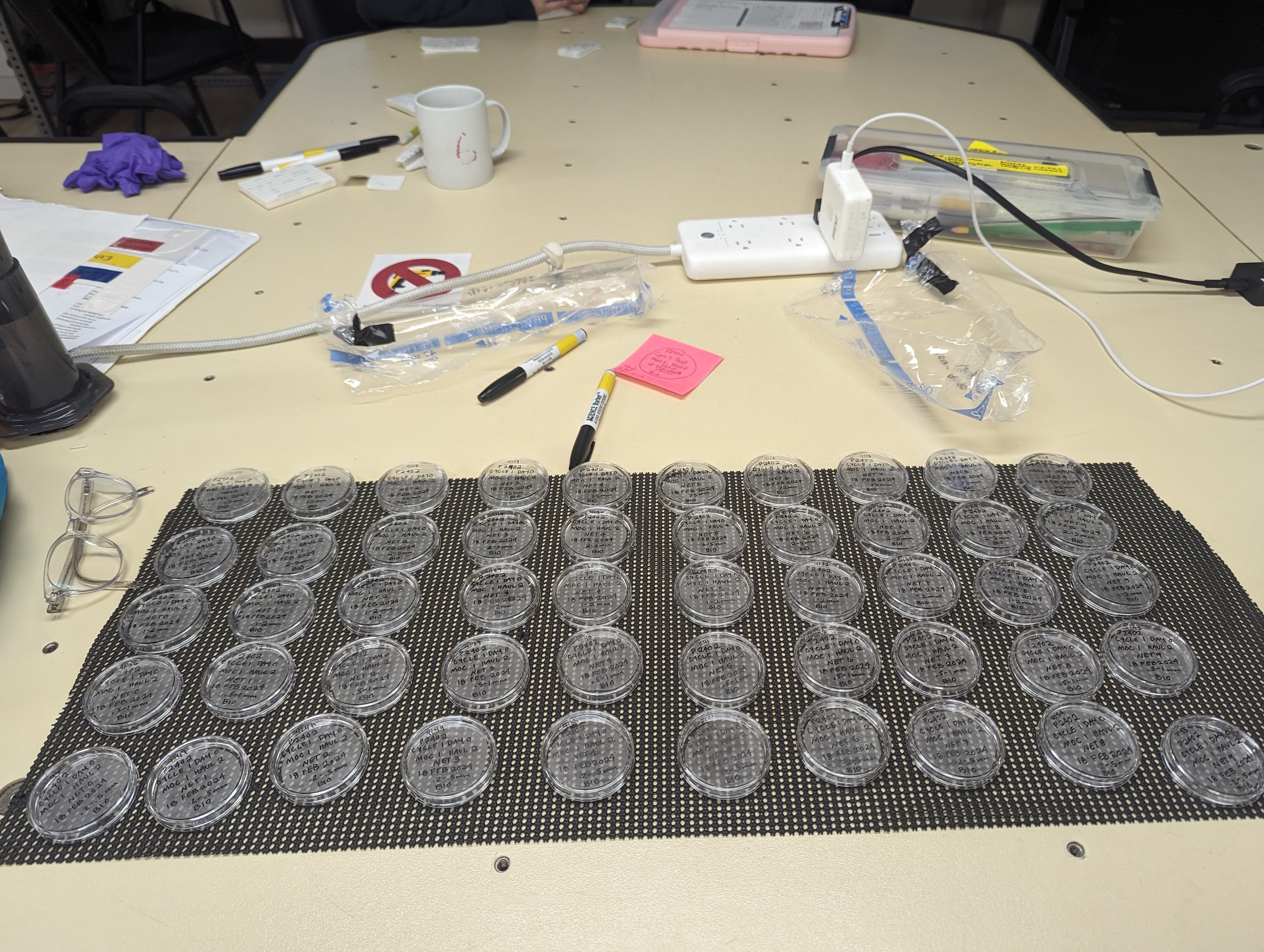 50 labelled petri dishes aligned on a desk