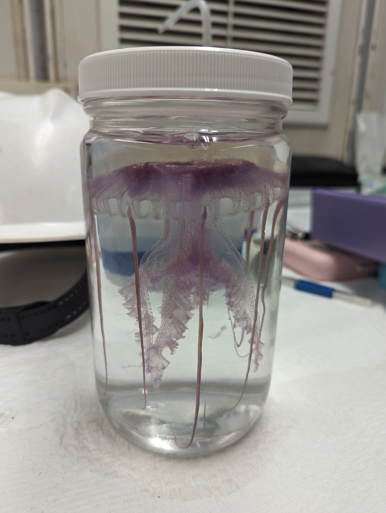 purple jellyfish in a jar