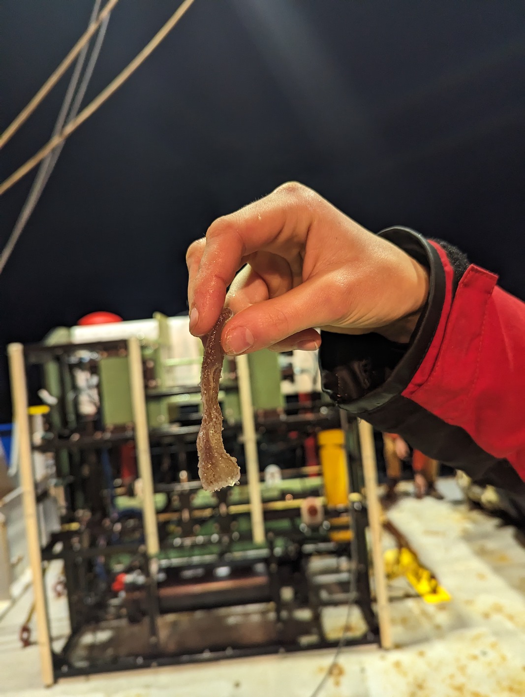 a squashed pyrosome held up by a hand in front of the DPI instrument