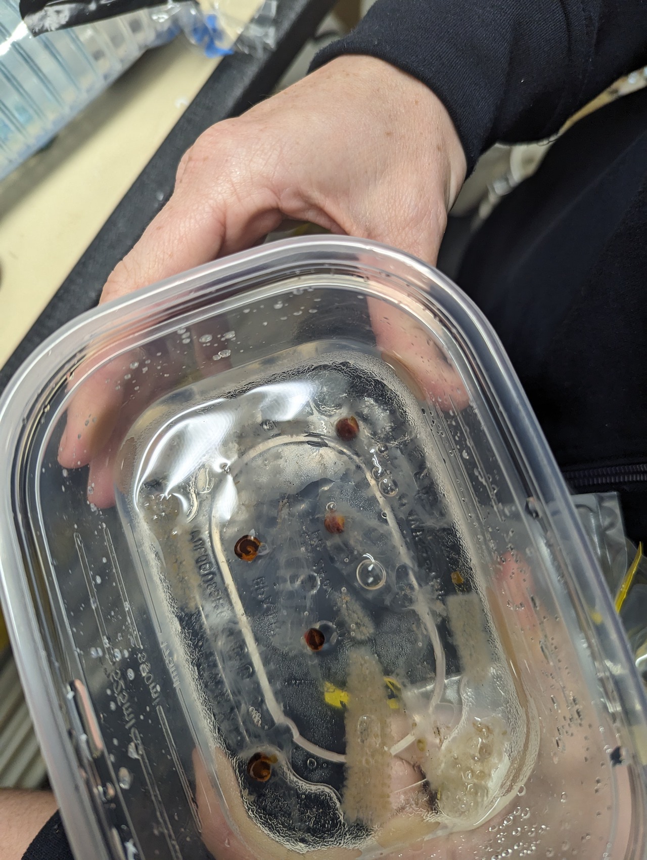 several clear gelatinous salps in a tupperware of water.