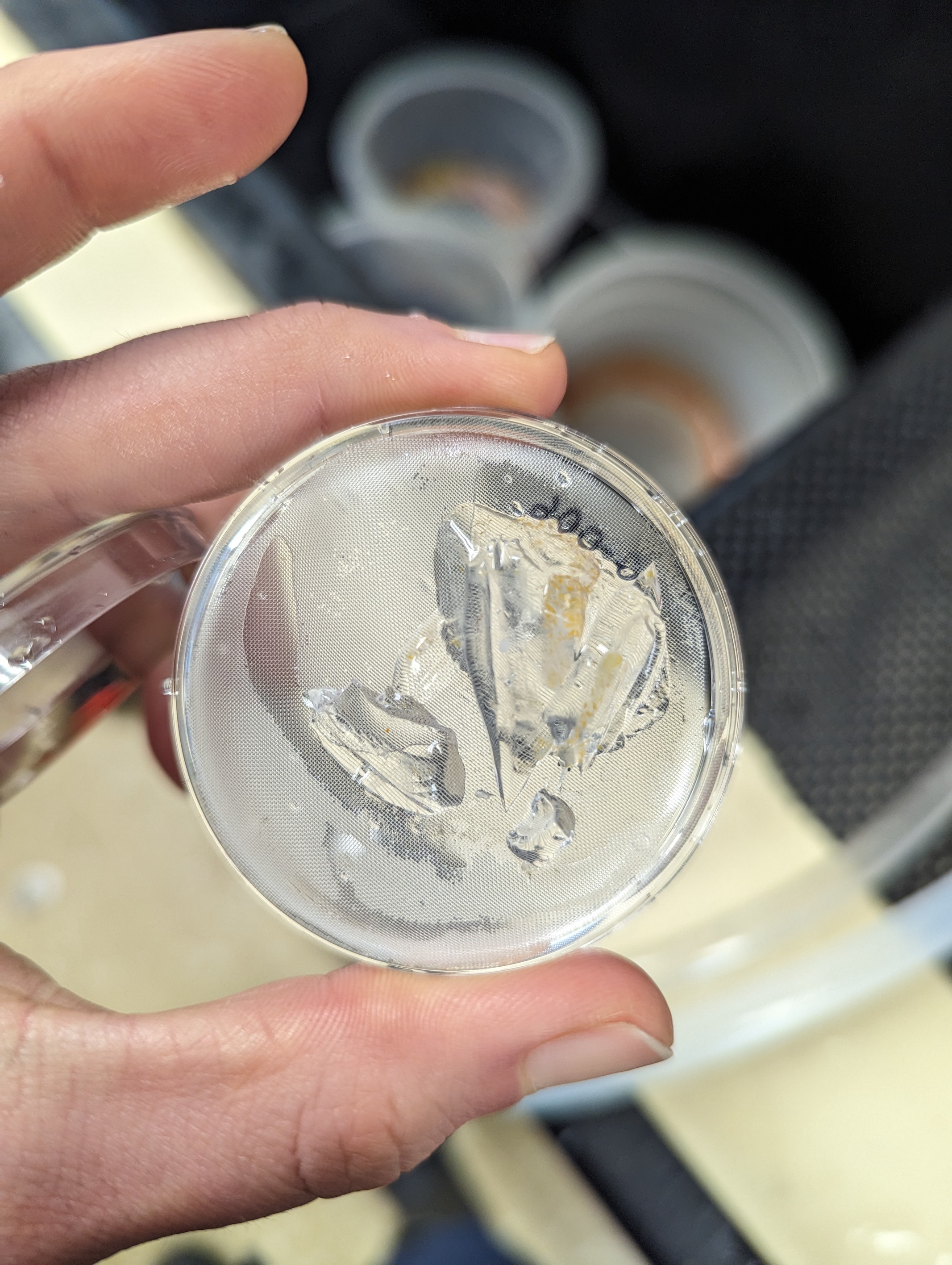 a close up shot of a gelatinous zooplankton