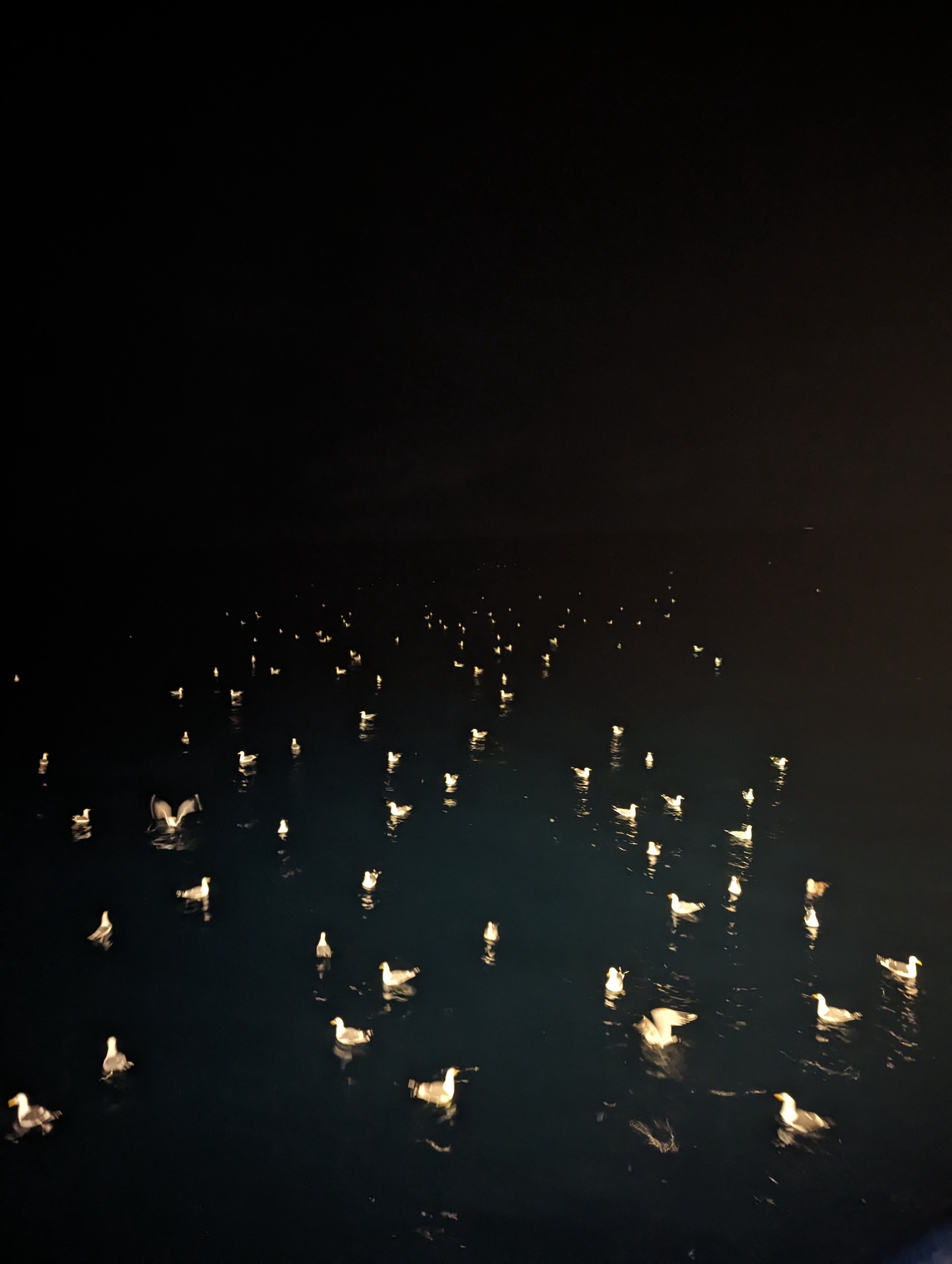 image of several hundred seagulls floating on night sea.